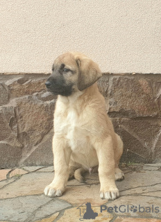 Additional photos: Turkish Kangal puppies