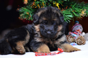 Photo №1. german shepherd - for sale in the city of Москва | 808$ | Announcement № 4887