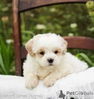 Photo №2 to announcement № 165283 for the sale of maltipu - buy in Belgium private announcement, breeder