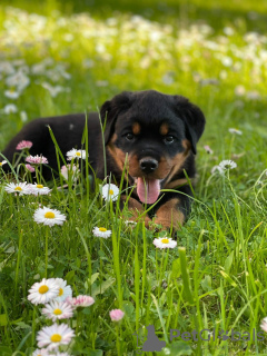 Photo №2 to announcement № 20447 for the sale of rottweiler - buy in Belarus from nursery