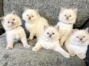 Photo №1. ragdoll - for sale in the city of Dragsfjärd | negotiated | Announcement № 161992