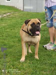 Photo №2 to announcement № 105253 for the sale of bullmastiff - buy in Serbia breeder