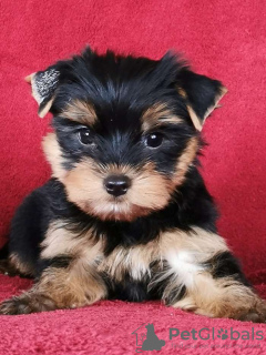 Photo №1. yorkshire terrier - for sale in the city of Dubai | 370$ | Announcement № 68303
