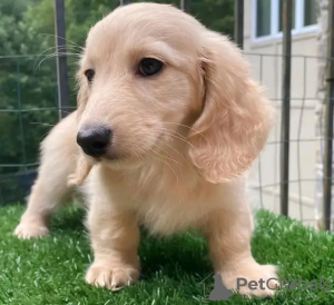 Photo №3. Adorable dachshunds. Belgium