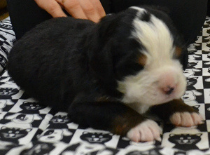 Additional photos: Bernese Mountain Dog puppies from titled parents