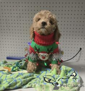 Photo №1. poodle (toy) - for sale in the city of Bakhmach | 310$ | Announcement № 167866