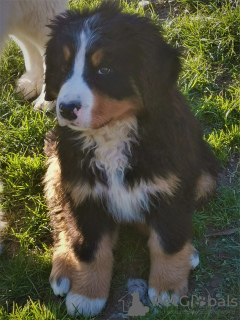 Additional photos: Male Bernese Mountain Dog LOF - 3 months - Big Size