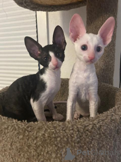 Photo №1. cornish rex - for sale in the city of Kemnitz | 361$ | Announcement № 173629