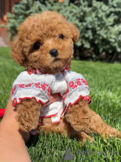 Photo №1. poodle (toy) - for sale in the city of London Borough of Camden | Is free | Announcement № 150509