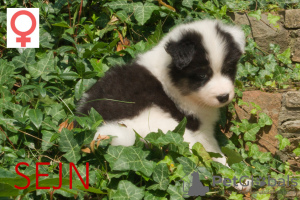 Photo №4. I will sell yakutian laika in the city of Krakow. private announcement, breeder - price - 1248$