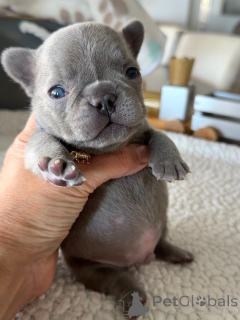 Photo №1. french bulldog - for sale in the city of Berlin | negotiated | Announcement № 163616