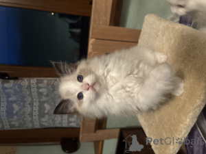 Photo №1. ragdoll - for sale in the city of Nivelles | Is free | Announcement № 164583