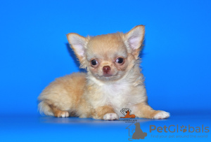 Photo №3. Very beautiful, breed boy Chihuahua of exclusive color.. Russian Federation