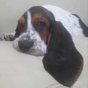 Photo №2 to announcement № 2151 for the sale of basset hound - buy in Russian Federation private announcement