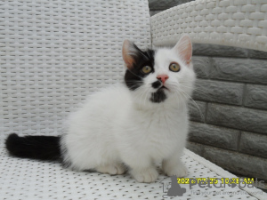 Photo №3. Munchkin. Very affectionate kitten.. Russian Federation