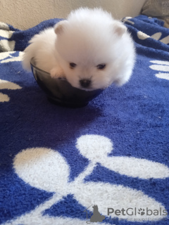 Photo №4. I will sell pomeranian in the city of Penza. breeder - price - 911$