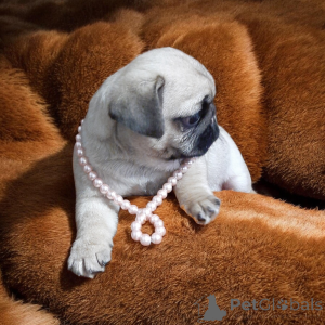 Photo №1. pug - for sale in the city of Dnipro | 500$ | Announcement № 164918