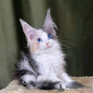 Photo №3. Maine Coon kattungar till salu. Sweden