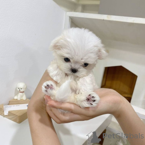Photo №3. My Teacup Maltese Puppies available Female AKC registered Vet health checked 1st. Denmark