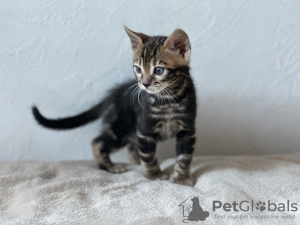 Additional photos: Marbled Bengal cat for breeding