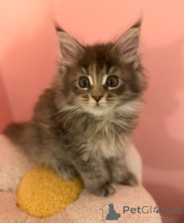 Photo №2 to announcement № 174805 for the sale of maine coon - buy in Malta private announcement