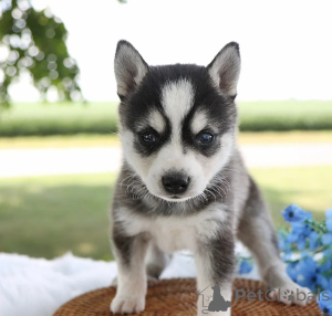 Photo №1. alaskan klee kai - for sale in the city of Prague | negotiated | Announcement № 170670