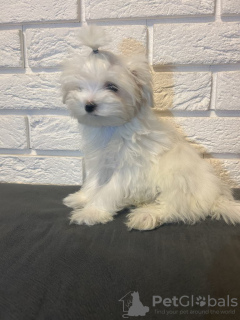 Photo №2 to announcement № 133440 for the sale of maltese dog - buy in Poland breeder