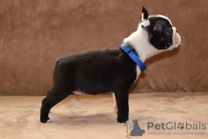 Additional photos: Boston terrier puppies