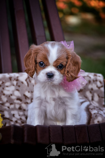 Photo №1. cavalier king charles spaniel - for sale in the city of Brest | 1057$ | Announcement № 78704