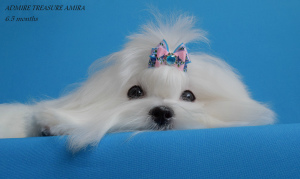 Photo №1. maltese dog - for sale in the city of Ulyanovsk | Is free | Announcement № 5509