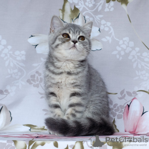 Photo №1. british shorthair - for sale in the city of Samara | 203$ | Announcement № 12128