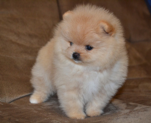Photo №2 to announcement № 1543 for the sale of pomeranian - buy in Russian Federation breeder