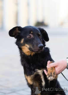 Photo №4. I will sell  in the city of St. Petersburg. private announcement - price - negotiated