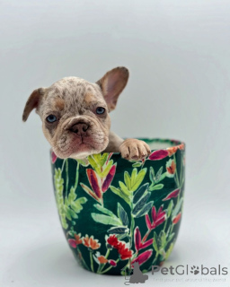 Photo №1. french bulldog - for sale in the city of Munich | 471$ | Announcement № 150641