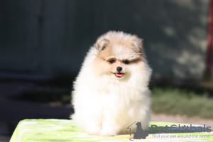 Additional photos: Pomeranian girl Patik