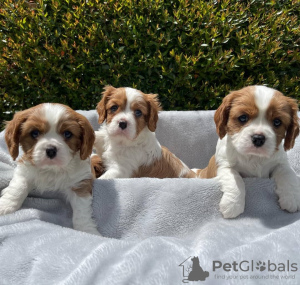 Photo №2 to announcement № 38244 for the sale of cavalier king charles spaniel - buy in Germany private announcement