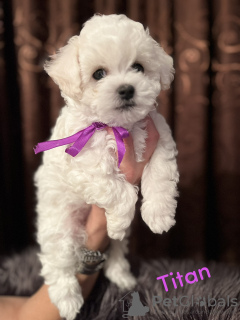 Photo №2 to announcement № 79162 for the sale of bichon frise - buy in Serbia breeder