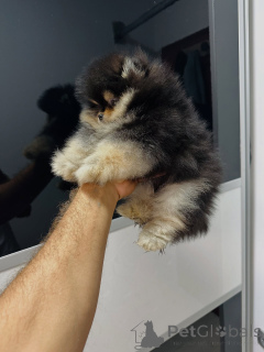 Photo №3. Purebred Pomeranian Puppies with Playful Personalities!. Germany
