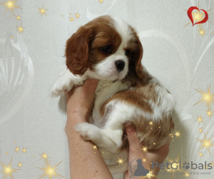 Photo №2 to announcement № 69707 for the sale of cavalier king charles spaniel - buy in Belarus breeder