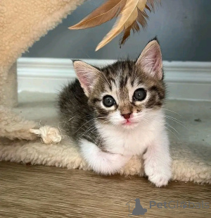 Photo №3. Asain kittens for saleBusiness Whatsapp 12295825241. Finland