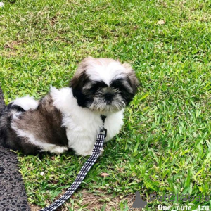 Photo №1. shih tzu - for sale in the city of Sofia | negotiated | Announcement № 167395