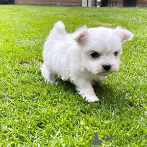 Photo №1. maltese dog - for sale in the city of Paris | 371$ | Announcement № 107562