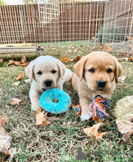 Photo №1. golden retriever - for sale in the city of Berlin | 471$ | Announcement № 136352