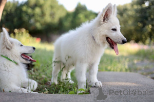 Additional photos: White Swiss Shepherd puppies for sale