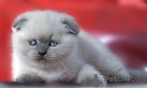 Photo №1. scottish fold - for sale in the city of Dnipro | 500$ | Announcement № 6094