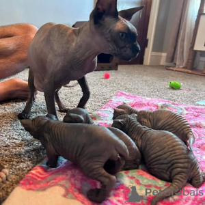 Photo №2 to announcement № 107797 for the sale of sphynx cat - buy in Russian Federation breeder