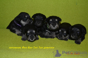 Photo №3. Zwergschnauzer puppies from Phil Van Tip Top kennel.. Russian Federation