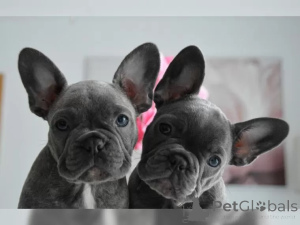 Photo №1. french bulldog - for sale in the city of Bonn | 565$ | Announcement № 136640