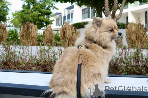 Photo №2 to announcement № 169369 for the sale of pomeranian - buy in Finland private announcement