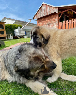 Photo №2 to announcement № 78227 for the sale of caucasian shepherd dog - buy in Poland private announcement